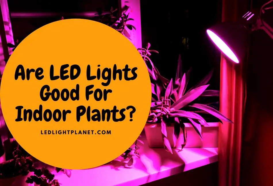 are led lights good for indoor plants