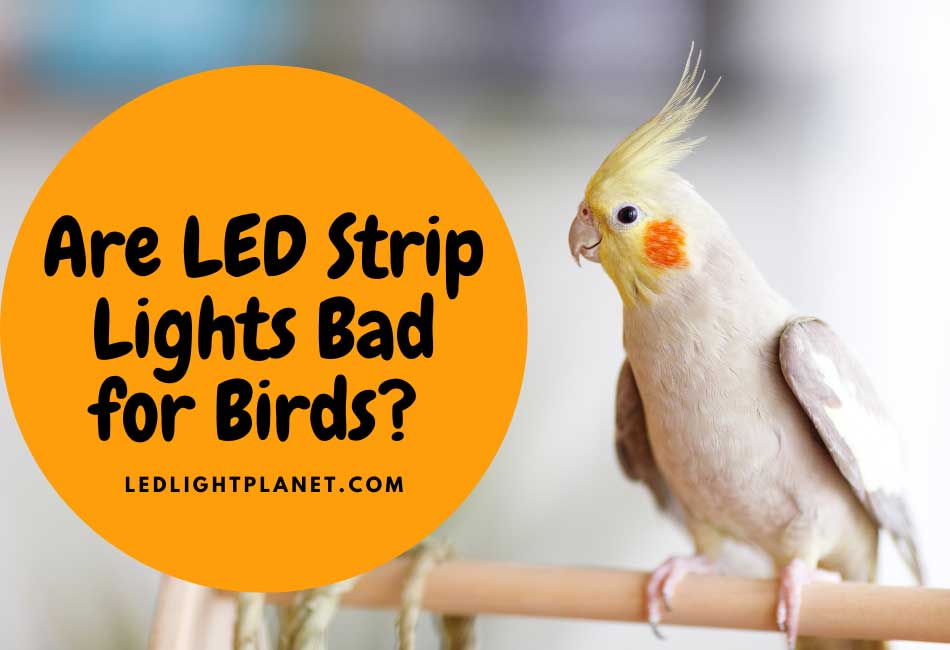 Are LED Strip Lights Bad for Birds?