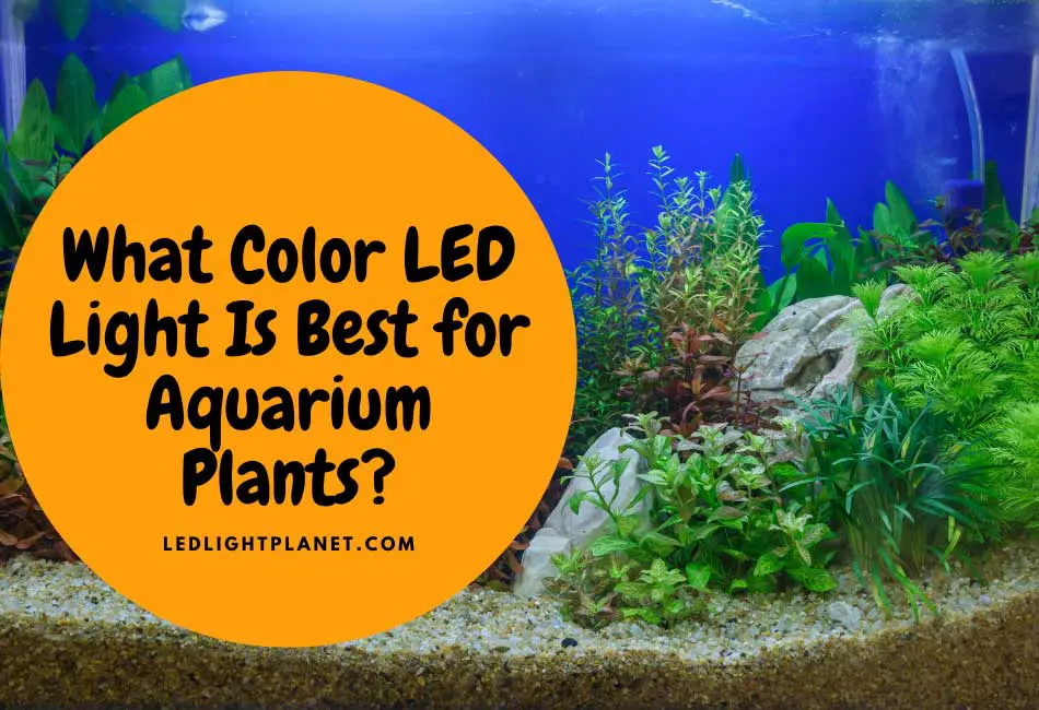 What Color LED Light Is Best for Aquarium Plants?
