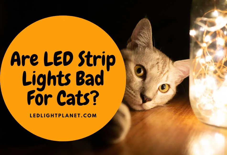 Are LED Strip Lights Bad For Cats?