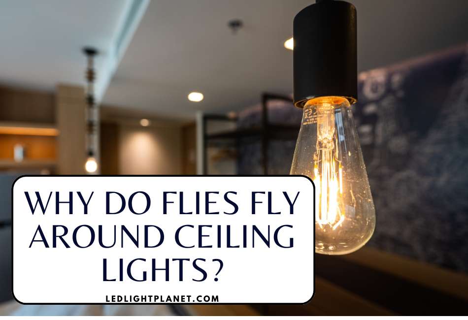 why-do-flies-fly-around-ceiling-lights